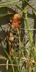 Hippiscus ocelote