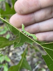 Hyparpax aurora