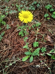 Osbertia stolonifera