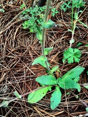 Osbertia stolonifera