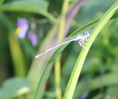 Platycnemis pennipes