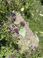 Gonepteryx cleopatra