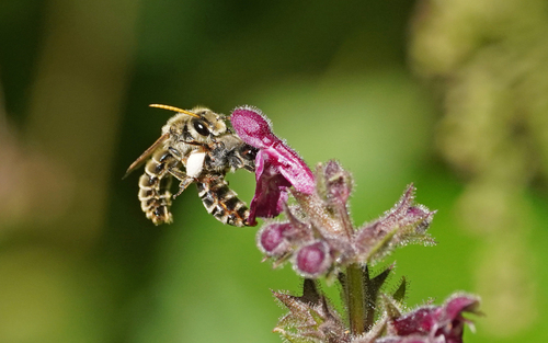 Five-spined Rophites