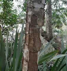 Piptadenia gonoacantha