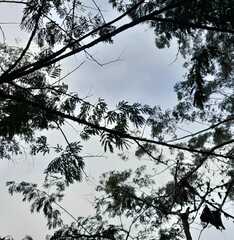 Piptadenia gonoacantha