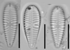 Gomphonella olivacea