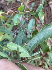 Leiobunum bimaculatum