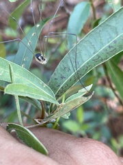 Leiobunum bimaculatum