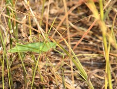 Acrometopa macropoda
