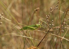 Acrometopa macropoda