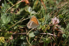 Coenonympha macromma