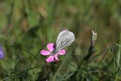 Pieris bryoniae