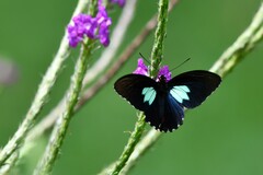 Parides sesostris