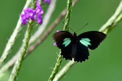 Parides sesostris