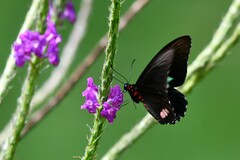 Parides sesostris