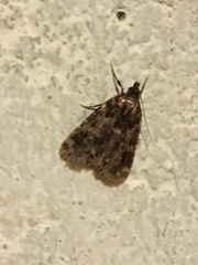 Aglossa