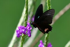 Parides sesostris