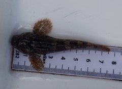 Cottus perifretum