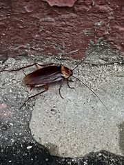 Periplaneta americana