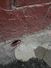 Periplaneta americana