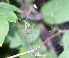 Allagelena gracilens