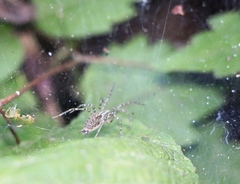 Allagelena gracilens
