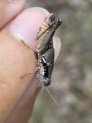 Melanoplus stegocercus