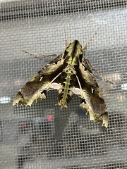 Hemeroplanes ornatus