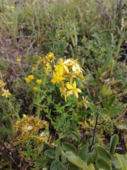 Hypericum hirsutum