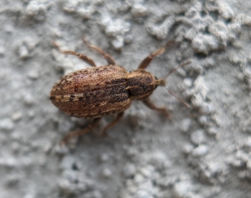 Alfalfa Weevil photo 6