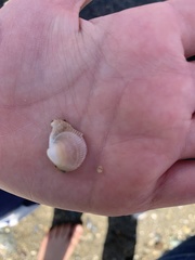 Clinocardium nuttallii