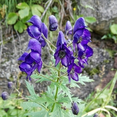 Aconitum degenii