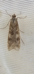 Nomophila noctuella