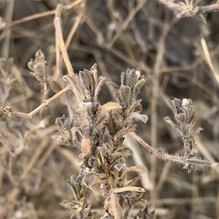Justicia divaricata