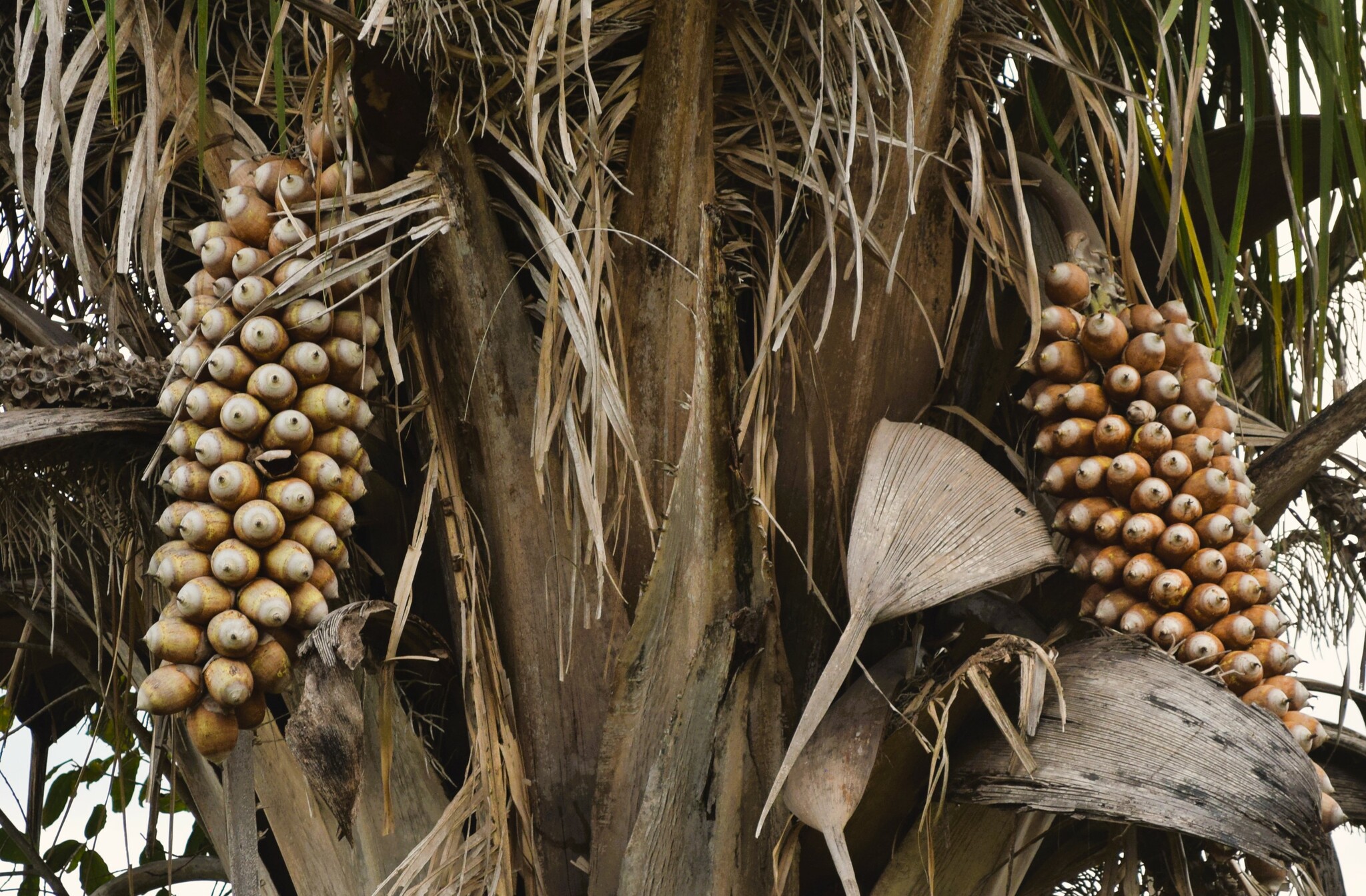 Attalea speciosa