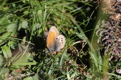 Coenonympha macromma