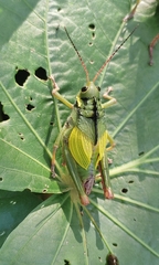 Cibotopteryx