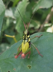 Cibotopteryx