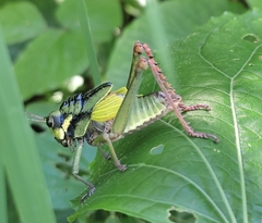 Cibotopteryx