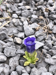 Gentianopsis nesophila