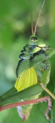 Cibotopteryx