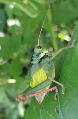 Cibotopteryx