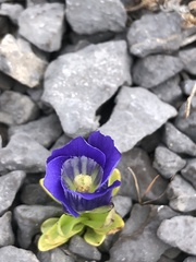 Gentianopsis nesophila