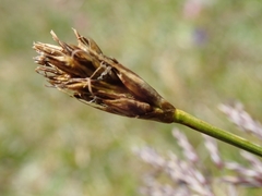 Carex curvula