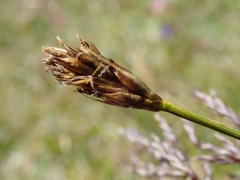 Carex curvula