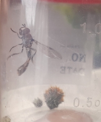 Dioprosopa clavata