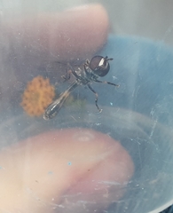 Dioprosopa clavata