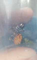Dioprosopa clavata