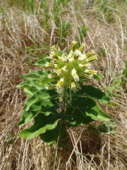 Asclepias oenotheroides