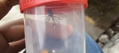 Dioprosopa clavata